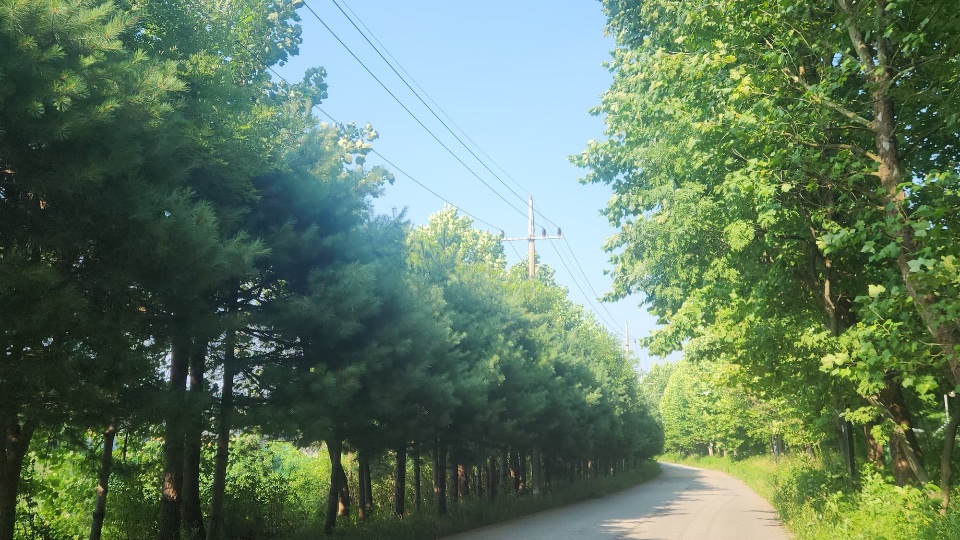 특고압선 아래 수목