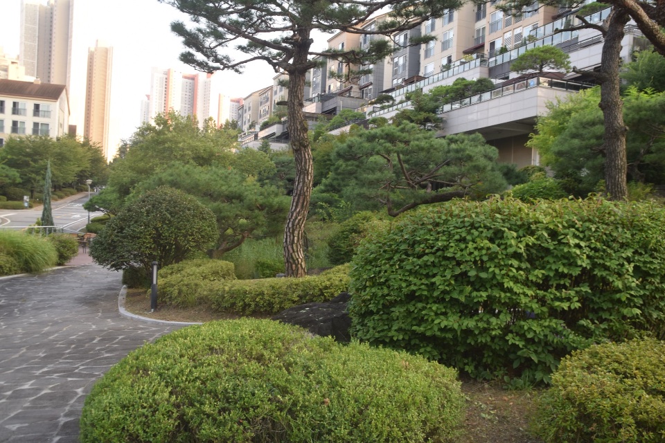 전정 작업 후